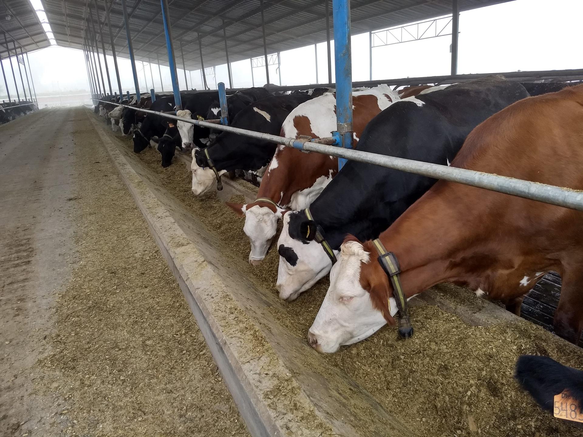 'Fitbits for cows' is a game changer says Mexican dairy farmer