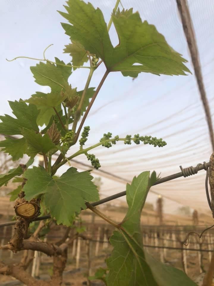 The Grapes of Mali