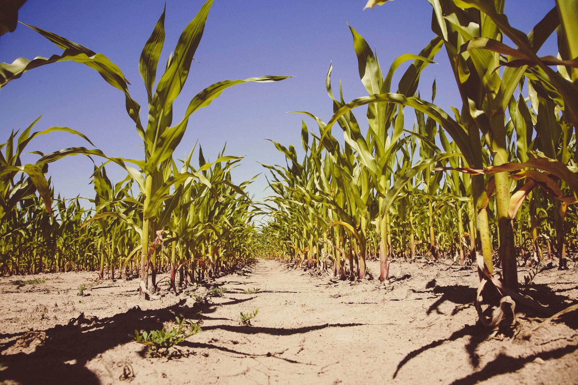 Kenyan Maize Offers a Lesson in Food Supply Chain Challenges and Opportunities