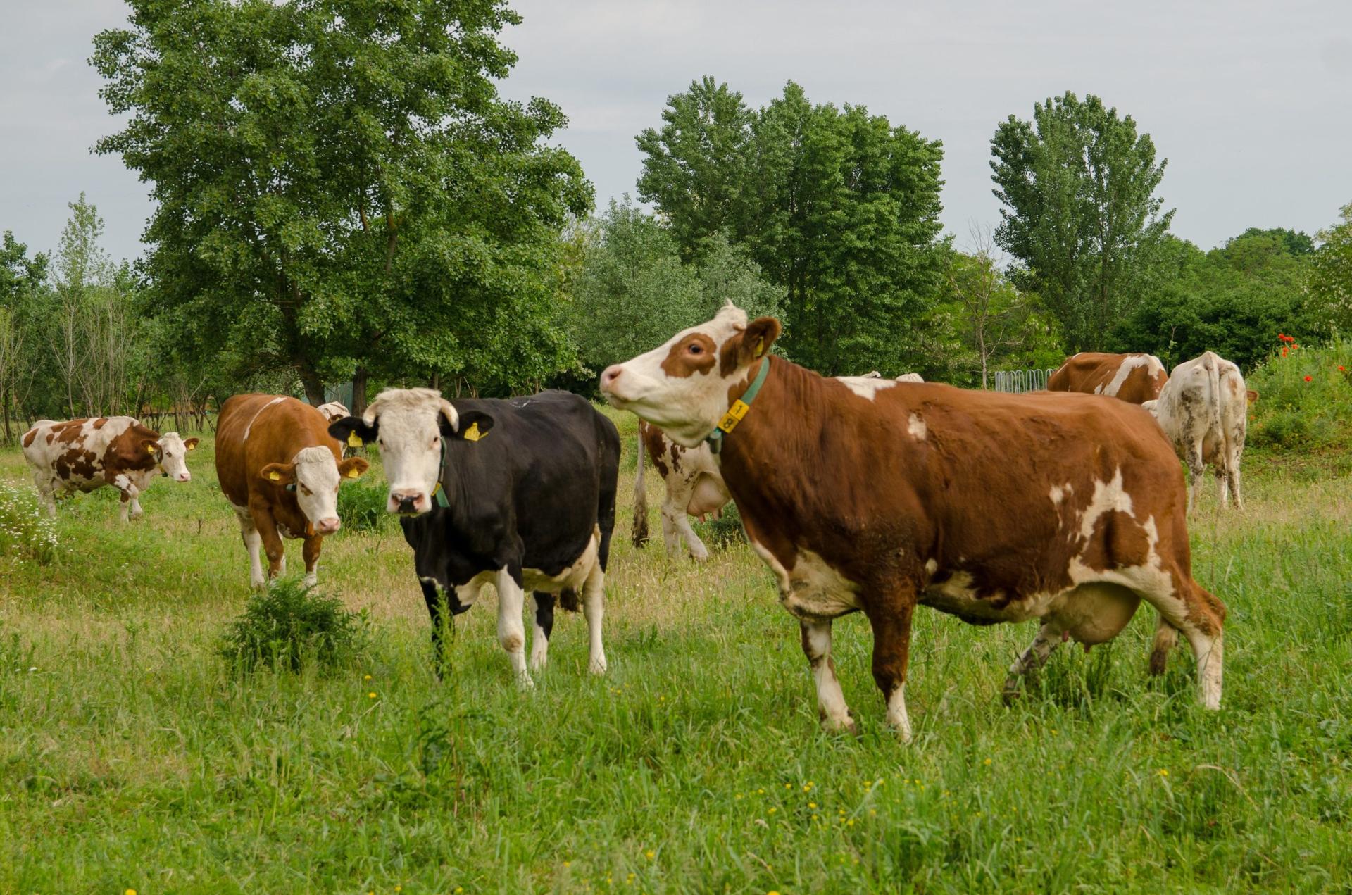 Technology Delivers Meat and Protein Choices