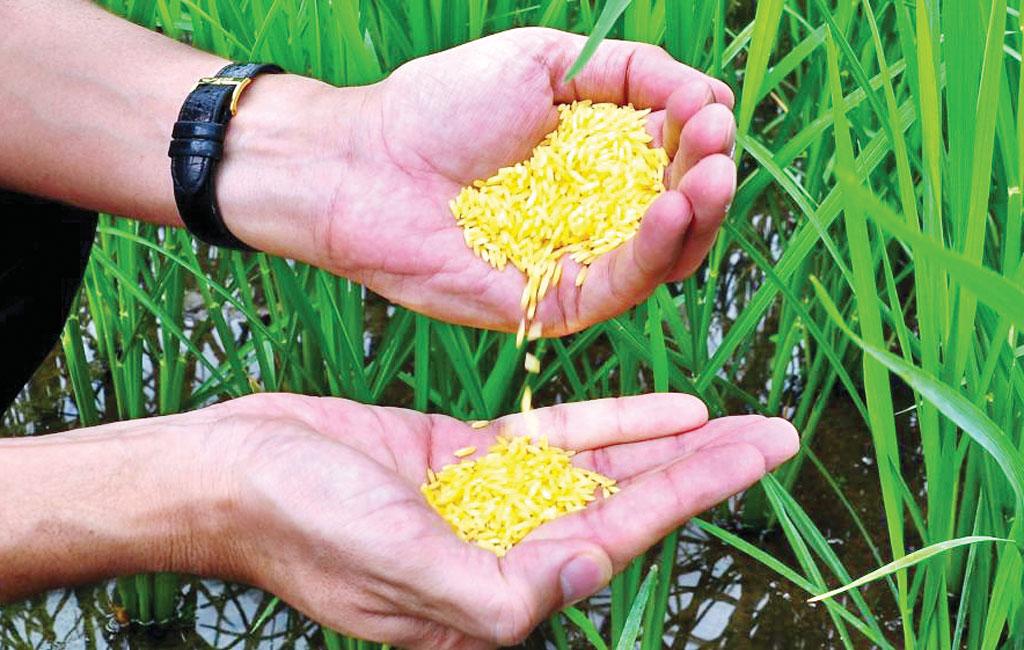 Still Waiting for Approval to Plant Golden Rice