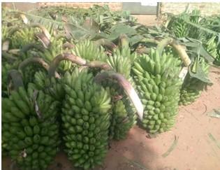 Resilient Agriculture Requires Trade Barriers be Removed
