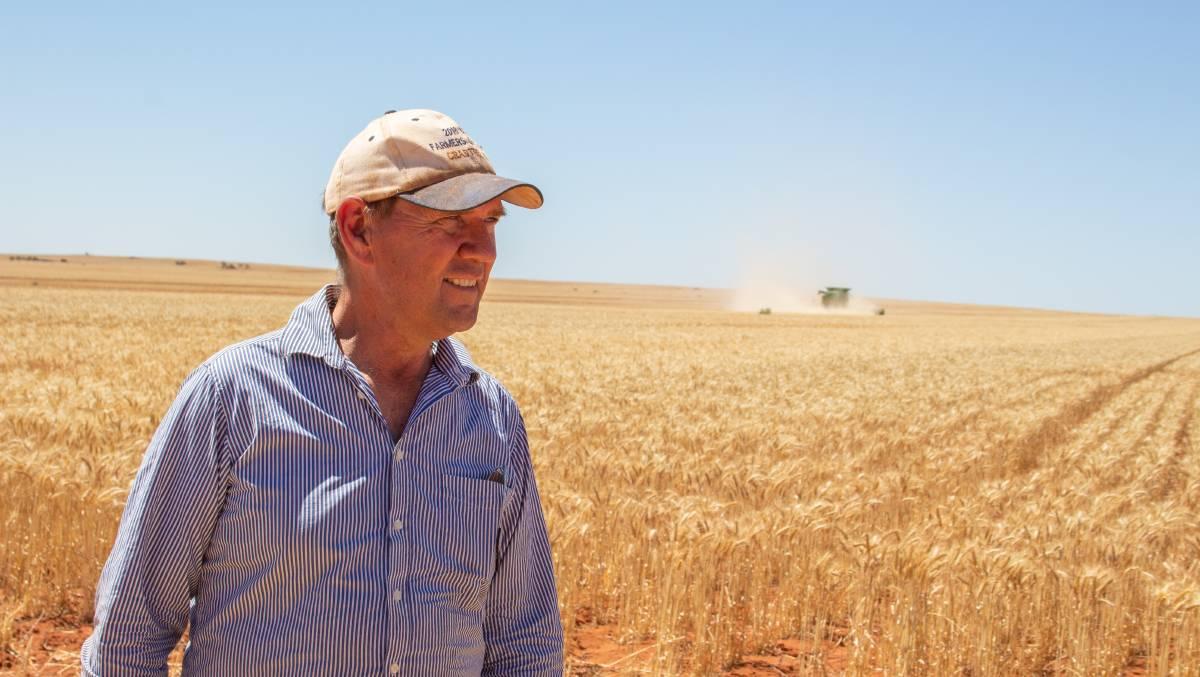 GM wheat variety with drought tolerance