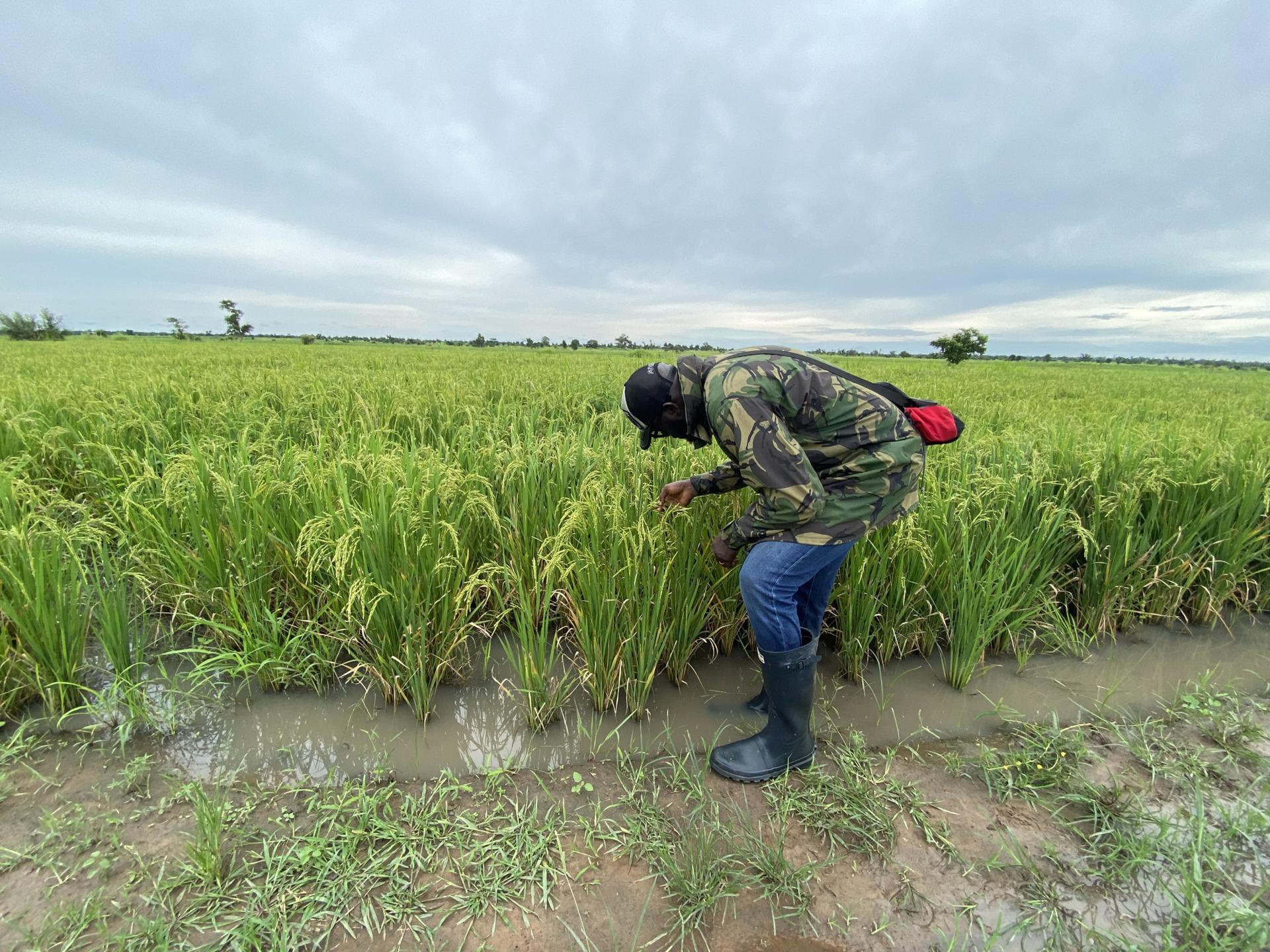 Insecurity Plagues Nigerian Farmers