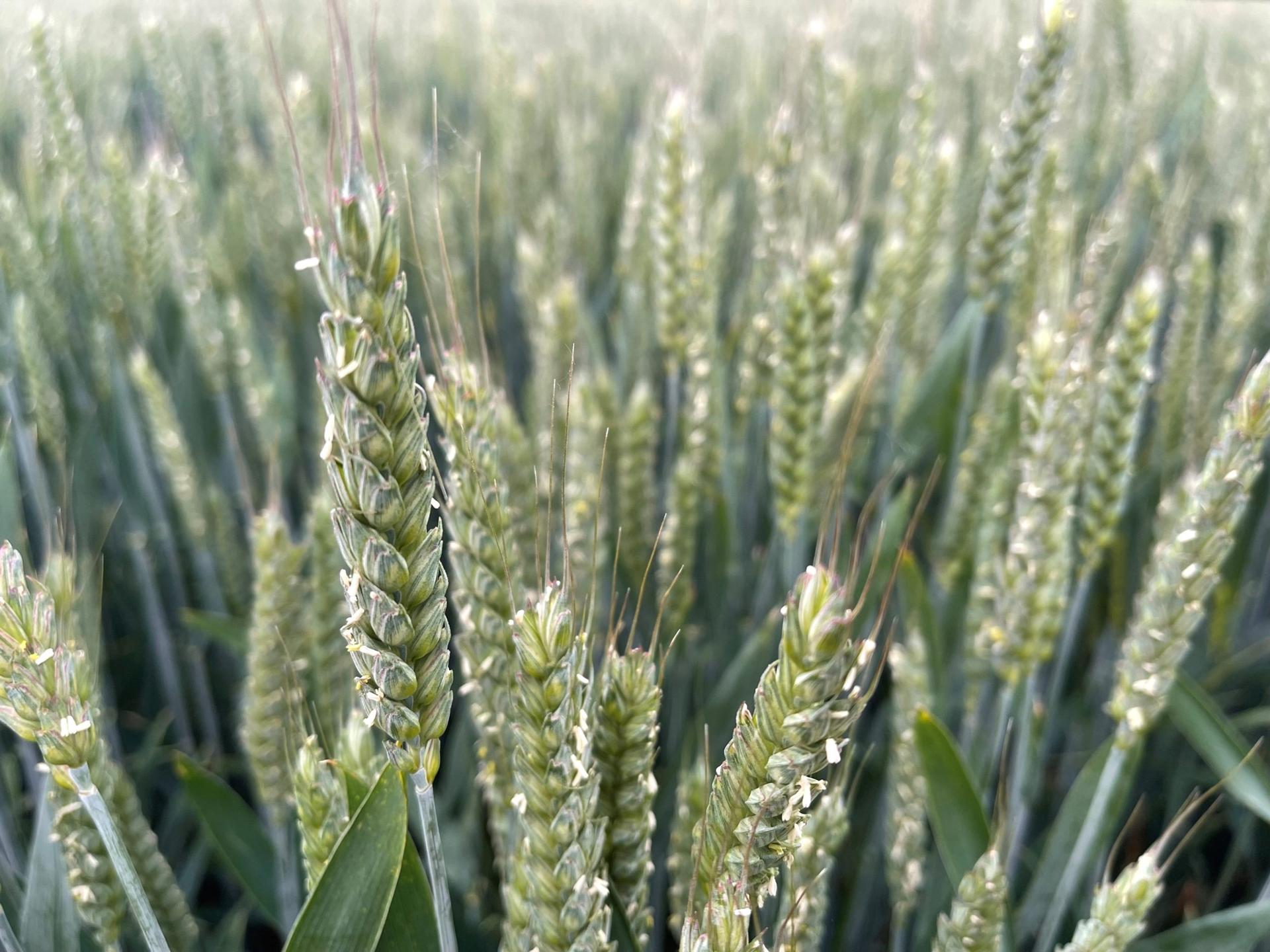 A Solution to the Wheat Shortage:Â Genetically Modified Crops