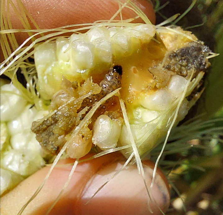 Science-based Agriculture Technology Can Reduce the Harmful Impacts of Drought