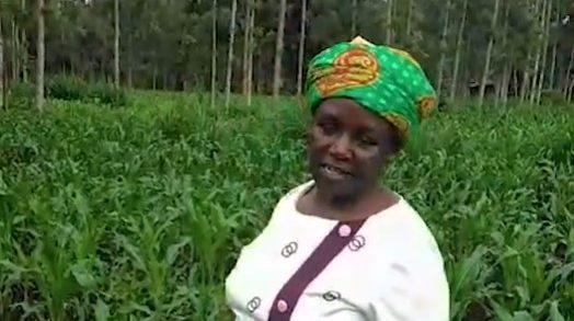 Kenya-Growing Maize